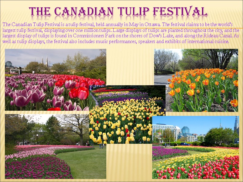 The Canadian Tulip Festival The Canadian Tulip Festival is a tulip festival, held annually